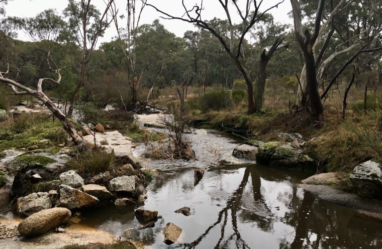 Reedy Creek Stream Side Reserve 500 metres from our Doorstep
