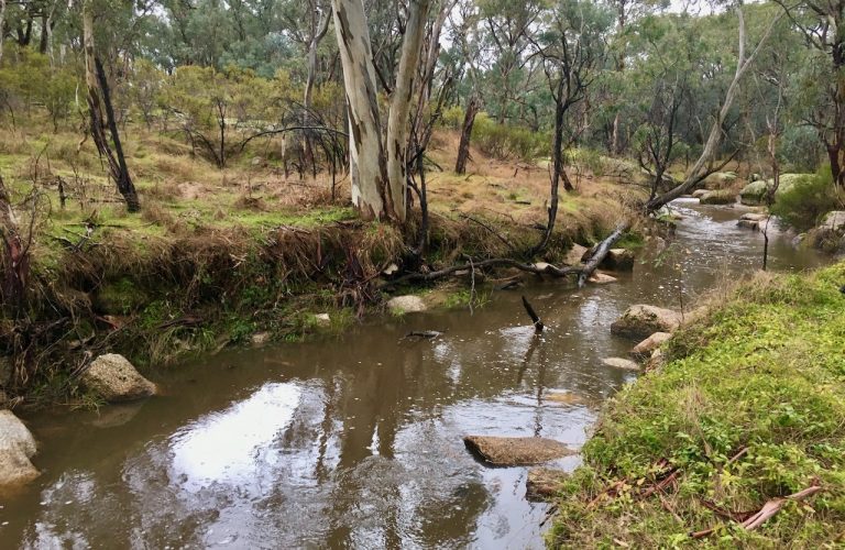 Reedy Creek Stream Side Reserve 500 metres from our Doorstep