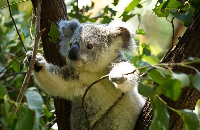 Beechworth Accommodation Koala